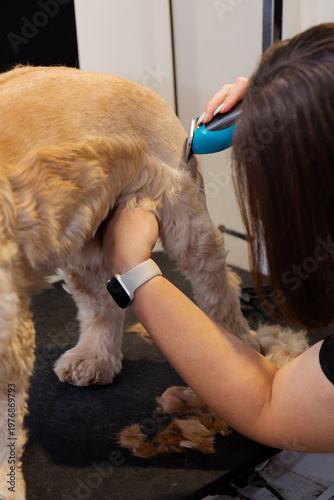 Professional clipper trimming dog hind legs during grooming session