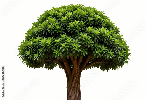 a lush green leafy tree with a dense rounded canopy and strong textured trunk standing isolated on a clean white background representing nature growth and serenity