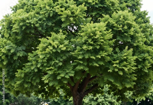 a lush green leafy tree with a dense rounded canopy and strong textured trunk standing isolated on a clean white background representing nature growth and serenity