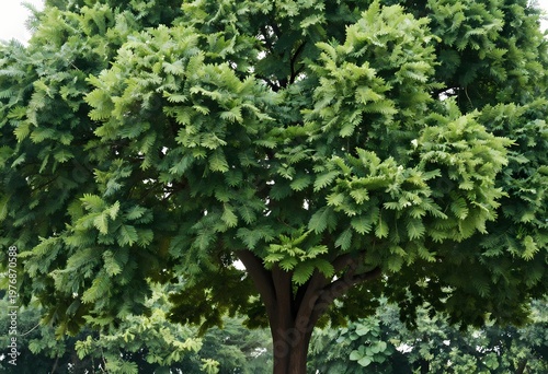 a lush green leafy tree with a dense rounded canopy and strong textured trunk standing isolated on a clean white background representing nature growth and serenity