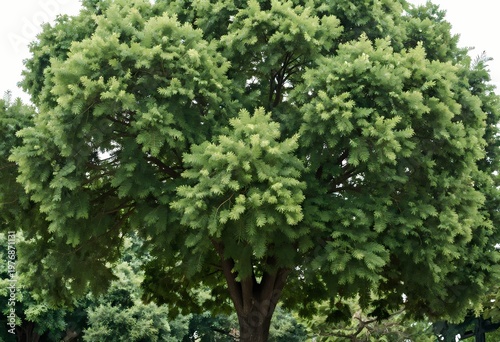 a lush green leafy tree with a dense rounded canopy and strong textured trunk standing isolated on a clean white background representing nature growth and serenity