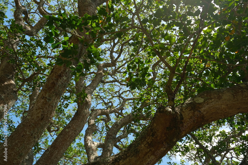 Fototapeta premium Looking Up Through Tree Canopy with Sunlight in Addo Elephant National Park
