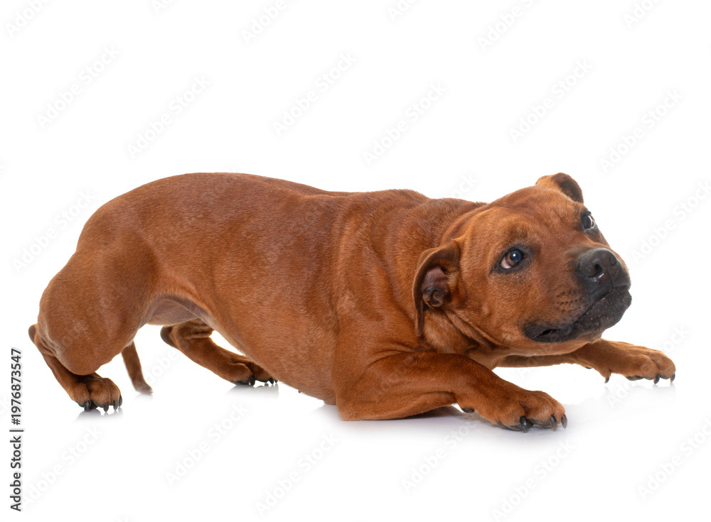 Obraz premium stafforshire bull terrier