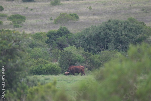 Distant Warthog Grazing in Green Landscape of South Africa