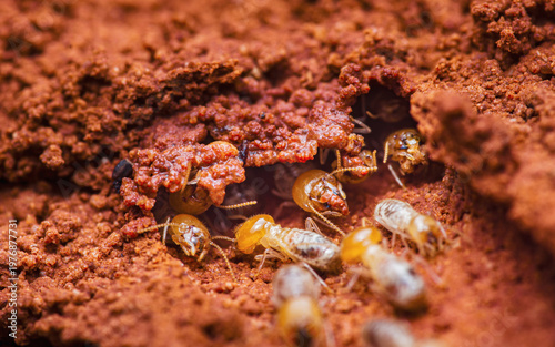 Φωτογραφία Termites building mud nest, showing colony activity