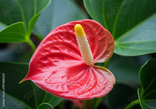 Close-up Detailed Red Anthurium Flower with Yellow Spadix in Garden