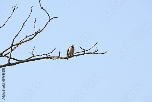 Indian pied myna or Gracupica contra. Its species of starling found in the Indian subcontinent. They are perched on branch of a tree, set against the backdrop of a blue sky. Asian pied starling brid. 