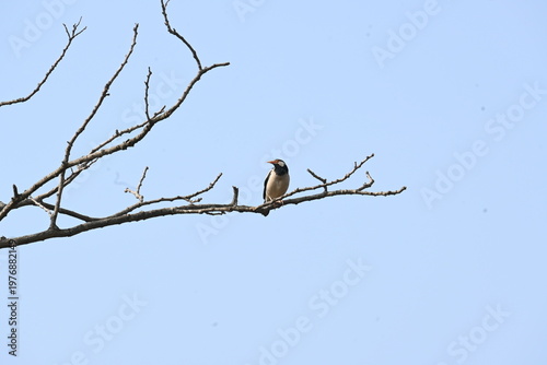 Indian pied myna or Gracupica contra. Its species of starling found in the Indian subcontinent. They are perched on branch of a tree, set against the backdrop of a blue sky. Asian pied starling brid. 