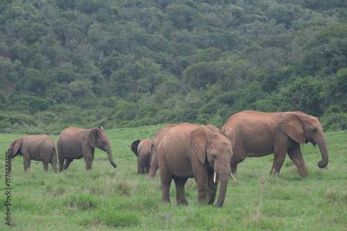 African Elephant Walking with Trunk Curled in Grassland in Addo Elephant National Park South Africa