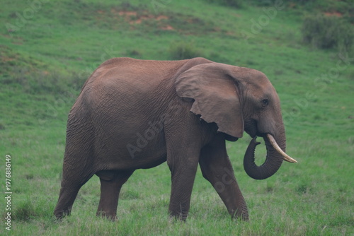 Side Profile of African Elephant Walking Through Grassland in Addo Elephant National Park South Africa