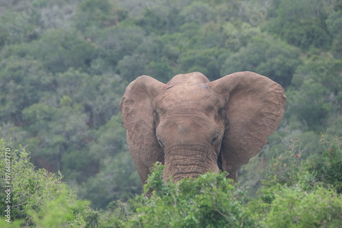Front Facing African Elephant Emerging from Vegetation in Addo Elephant National Park South Africa