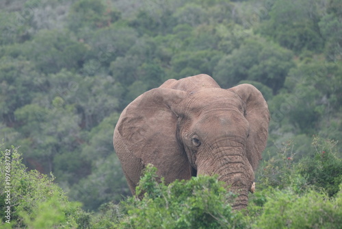 African Elephant Emerging Through Bush Vegetation in Addo Elephant National Park South Africa