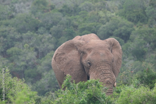 African Elephant Partially Hidden in Bushland in Addo Elephant National Park South Africa