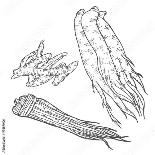 Ginseng set hand drawn sketch, vector illustration.