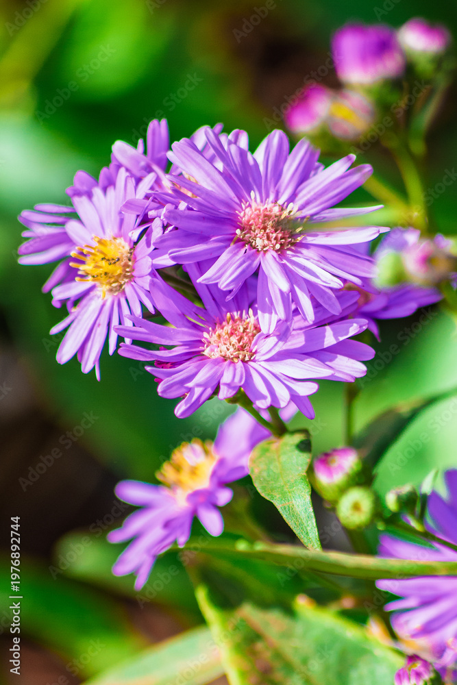 Obraz premium flora in nature