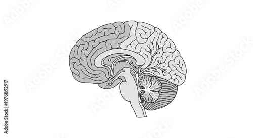 Detailed grayscale cross-section illustration of the human brain highlights internal structures including the cerebellum and brainstem in a scientific style.