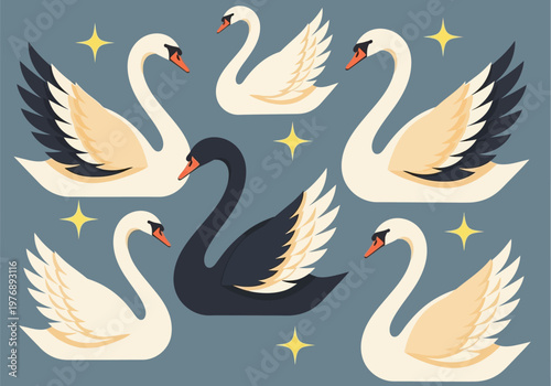 Unique Black Swan Standing Out from a Group of White Swans Illustration for Business Concept and Individuality