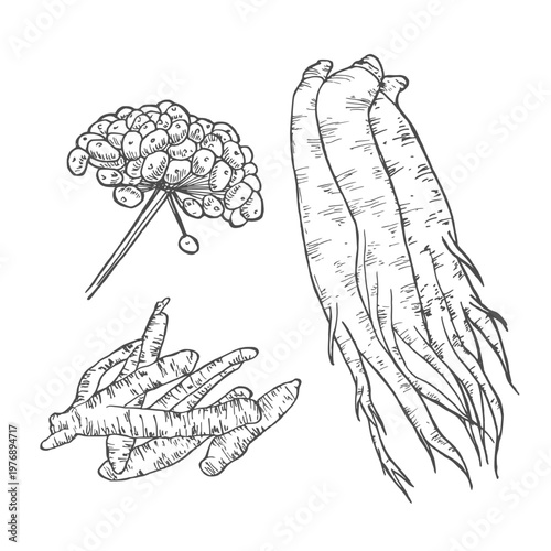 Ginseng root, hand drawn sketch, engraving style, realistic vector monochrome illustration