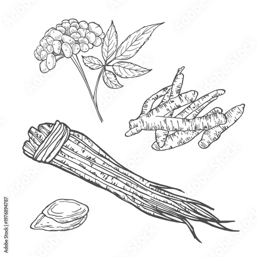 Ginseng root, hand drawn sketch, engraving style, realistic vector monochrome illustration