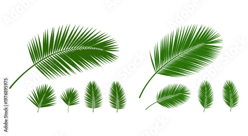 Tropical Palm Leaf Vector Silhouette Border Design Elements