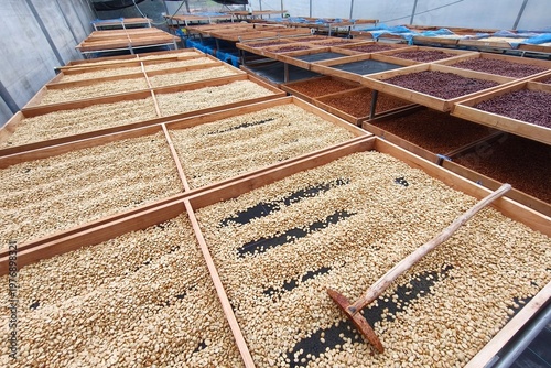 Close up of coffee beans drying in the sun