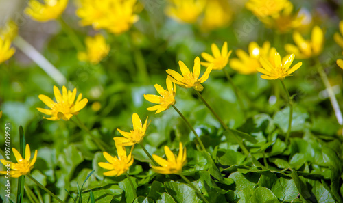 Εκτύπωση καμβά Yellow Lesser celandine flowers in spring on a green natural background