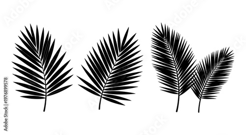 Elegant Tropical Palm Leaf Vector Silhouette Border Collection