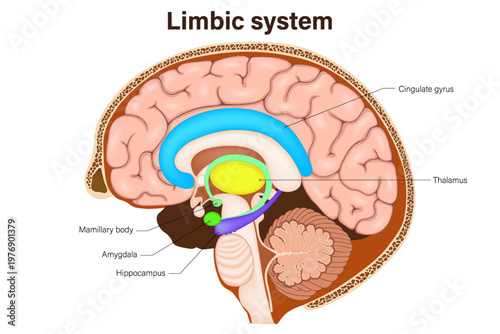 Limbic system. Human brain anatomy. Mammillary body, amygdala, hippocampus, cingulate gyrus and thalamus.