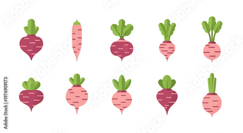 Vibrant illustrations of beets and carrots in garden soil from above