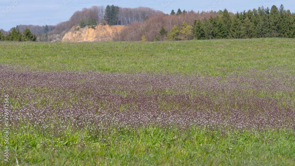 Fototapeta premium Fields of Spring - Colourful Flowers in an sea of Green in the Landscape