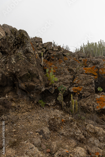 Wild cacti on a plateau near Mount Roque del Conde. Tenerife, Canary Islands.