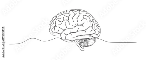 Black and white line of a human brain with cerebellum anatomy science