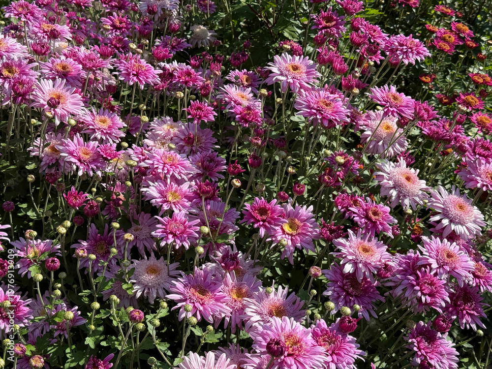 Fototapeta premium Flowerbed with late pink chrysanthemums late blooming flowers.