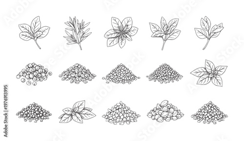 Hand drawn collection of herbs and spices in piles and sprigs basil rosemary parsley