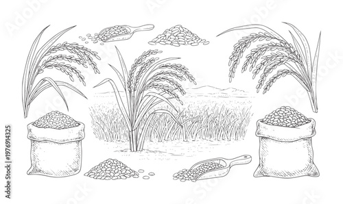 Hand drawn of rice stalks sacks and scoops in a field grain harvest agriculture