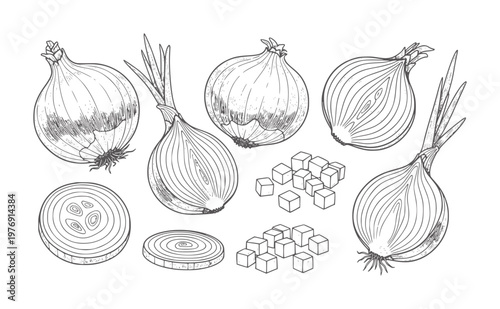 Hand drawn of whole halved sliced and diced onions food ingredient vegetable cooking
