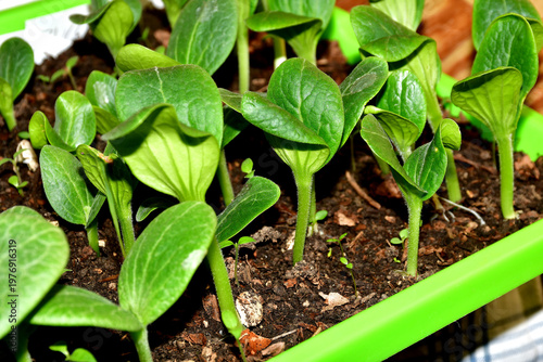 seedlings of zucchini in a closeup