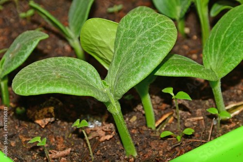 seedlings of zucchini in a closeup