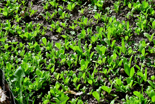 seedlings of field salad in spring