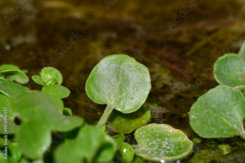 water cress in a closeup