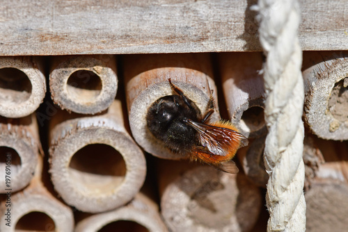 European orchard bee at an insect hotel in spring