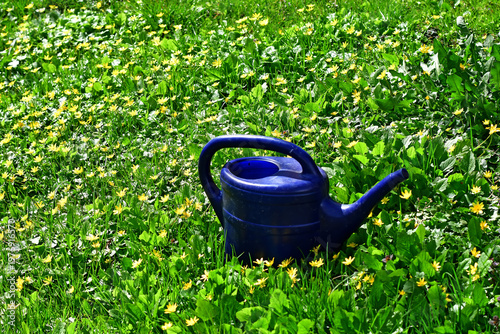 blue watering can on a green meadow with dandelion flowers in sp