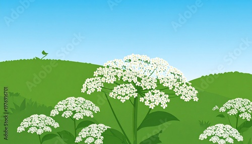 Close-up of white cow parsley flowers in vibrant green spring meadow under clear blue sky