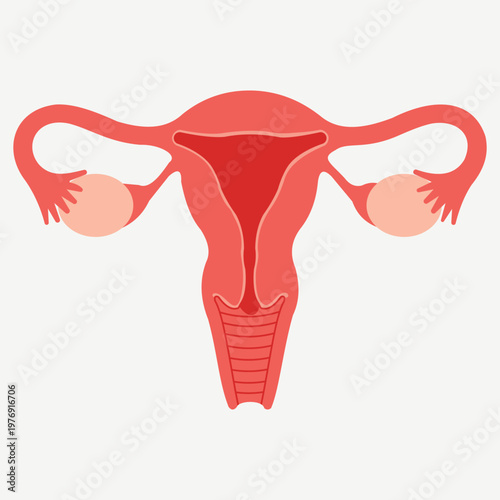 Anatomy of Uterus: Detailed, close-up medical illustration showcasing the structure of the human uterus, essential for understanding female reproductive health.