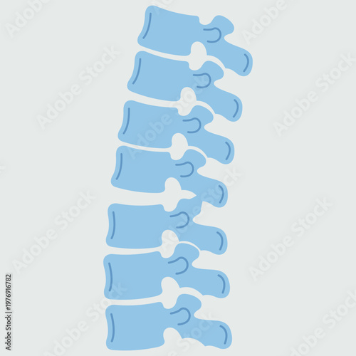 Spine illustration: A detailed illustration of the human spine, highlighting the individual vertebrae that make up this crucial structure