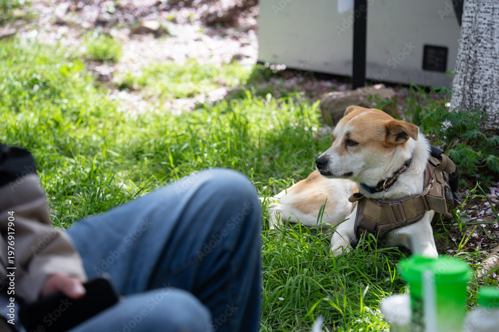 Naklejka premium A dog wearing a harness rests on grass beside a person sitting outdoors in natural light