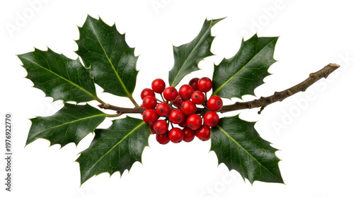 Isolated holly sprig with red berries on white background