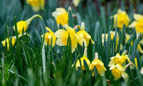 A photo of yellow daffodils in a flowerbed