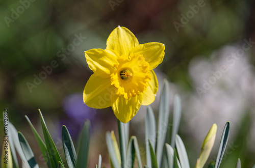 A photo of yellow daffodils in a flowerbed