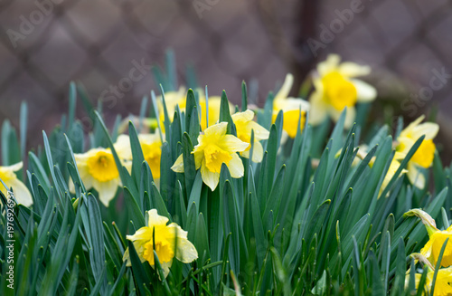 A photo of yellow daffodils in a flowerbed